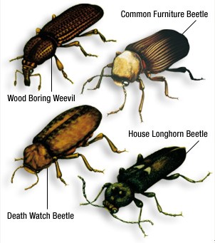 Woodworm   The death watch beetle, Xestobium rufovillosum, is a woodboring beetle. The adult beetle is 7 millimetres (0.28 in) long, while the xylophagous larvae are up to 11 mm (0.43 in) long.The common furniture beetle or common house borer (Anobium punctatum) is a woodboring beetle. In the larval stage it bores in wood and feeds upon it. Adult Anobium punctatum measure 2.7–4.5 mm in length.        